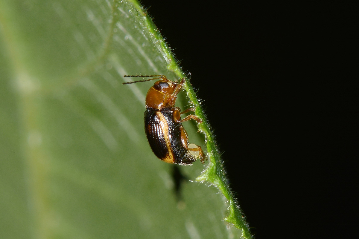 Cryptocephalus pusillus? S.